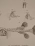 DESCRIPTION DE L'EGYPTE.  Poissons du Nil. Le Tétrodon Fahaka, détails anatomiques. (Histoire Naturelle, planche 2) - Edition Originale - Edition-Originale.com