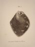DESCRIPTION DE L'EGYPTE.  Coquilles. Moules, Avicules. (Histoire Naturelle, planche 11) - Edition Originale - Edition-Originale.com