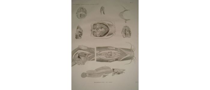 DESCRIPTION DE L'EGYPTE.  Poissons du Nil. Hétérobranches, détails anatomiques. (Histoire Naturelle, planche 17) - Edition Originale - Edition-Originale.com