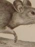 DESCRIPTION DE L'EGYPTE.  Mammifères. Rat d'Alexandrie, Echimis d'Égypte, Hérisson oreillard. (Histoire Naturelle, planche 5) - Edition Originale - Edition-Originale.com