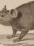 DESCRIPTION DE L'EGYPTE.  Mammifères. Rat d'Alexandrie, Echimis d'Égypte, Hérisson oreillard. (Histoire Naturelle, planche 5) - Edition Originale - Edition-Originale.com
