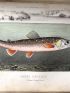 BLANCHERE : La pêche et les poissons. Nouveau Dictionnaire général des pêches - Edition Originale - Edition-Originale.com