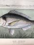 BLANCHERE : La pêche et les poissons. Nouveau Dictionnaire général des pêches - Edition Originale - Edition-Originale.com