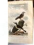 BUFFON : Histoire naturelle - Edition Originale - Edition-Originale.com