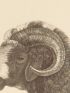 DESCRIPTION DE L'EGYPTE.  Mammifères. Bélier à large queue, Moufflon à manchettes. (Histoire Naturelle, planche 7) - Edition Originale - Edition-Originale.com