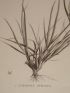 DESCRIPTION DE L'EGYPTE.  Botanique. Agrostis spicata, Poa aegyptiaca, Poa cynosuroides. (Histoire Naturelle, planche 10) - Erste Ausgabe - Edition-Originale.com