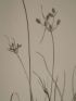 DESCRIPTION DE L'EGYPTE.  Botanique. Isolepis uninodis, Scirpus caducus, Fimbristylis ferrugineum. (Histoire Naturelle, planche 6) - First edition - Edition-Originale.com