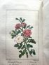MALO : Histoire des roses - Prima edizione - Edition-Originale.com