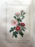MALO : Histoire des roses - First edition - Edition-Originale.com