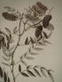 DESCRIPTION DE L'EGYPTE.  Botanique. Cassia acutifolia, Fagonia mollis, Zygophyllum decumbens. (Histoire Naturelle, planche 27) - First edition - Edition-Originale.com