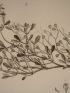 DESCRIPTION DE L'EGYPTE.  Botanique. Cassia acutifolia, Fagonia mollis, Zygophyllum decumbens. (Histoire Naturelle, planche 27) - First edition - Edition-Originale.com