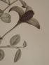 DESCRIPTION DE L'EGYPTE.  Botanique. Ochradenus baccatus, Helianthemum kahiricum, Capparis aegyptia. (Histoire Naturelle, planche 31) - First edition - Edition-Originale.com