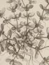 DESCRIPTION DE L'EGYPTE.  Botanique. Utricularia inflexa, Peplidium humifusum, Cyperus dives. (Histoire Naturelle, planche 4) - Erste Ausgabe - Edition-Originale.com