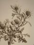 DESCRIPTION DE L'EGYPTE.  Botanique. Centaurea pallescens, Centaurea aegyptiaca, Centaurea alexandrina. (Histoire Naturelle, planche 49) - Erste Ausgabe - Edition-Originale.com