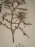 DESCRIPTION DE L'EGYPTE.  Botanique. Centaurea pallescens, Centaurea aegyptiaca, Centaurea alexandrina. (Histoire Naturelle, planche 49) - Erste Ausgabe - Edition-Originale.com