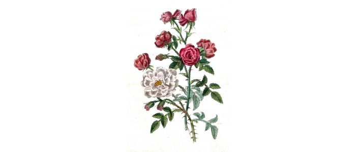 MALO : Histoire des roses - Prima edizione - Edition-Originale.com