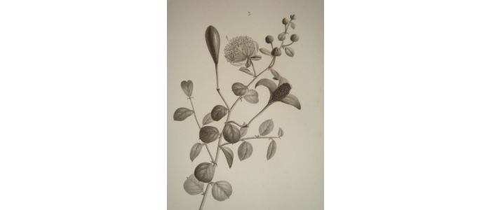 DESCRIPTION DE L'EGYPTE.  Botanique. Ochradenus baccatus, Helianthemum kahiricum, Capparis aegyptia. (Histoire Naturelle, planche 31) - First edition - Edition-Originale.com