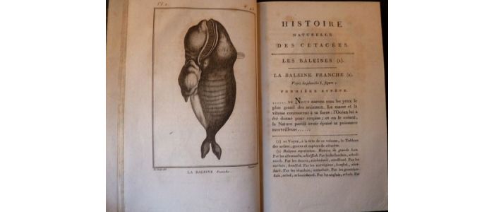 SONNINI : Histoire naturelle, générale et particulière, des cétacés - Erste Ausgabe - Edition-Originale.com