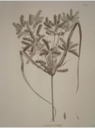 DESCRIPTION DE L'EGYPTE.  Botanique. Utricularia inflexa, Peplidium humifusum, Cyperus dives. (Histoire Naturelle, planche 4) - Erste Ausgabe - Edition-Originale.com